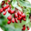 Berberine HCL