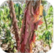 Cinnamon Bark