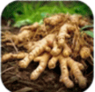 Ginger Root