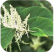 Resveratrol
